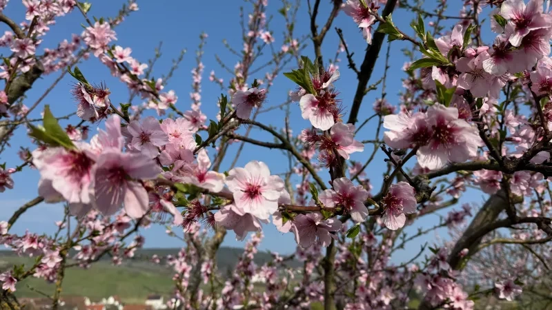 Blüten an einem Baum