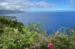Blumen mit Ausblick