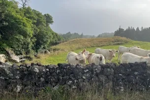 Kühe auf Pico