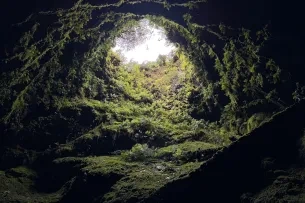 Pflanzen um einen Lichtschacht einer Höhle ans Tageslicht