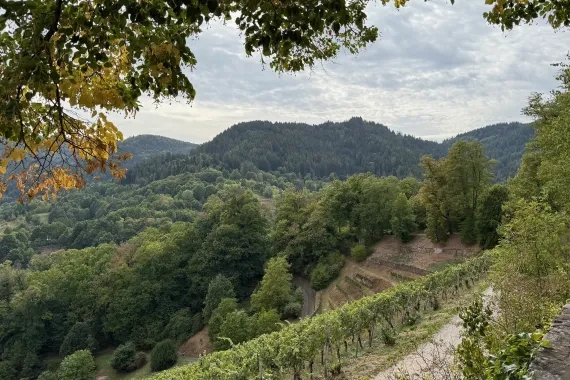 Blick auf Weinberge und Berglandschaft