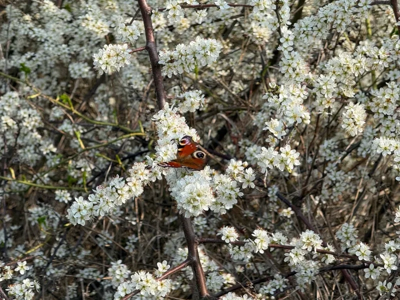Schmetterling auf Bl&uuml;ten